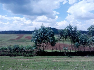 cache/28/3c/283c93fa94a85d03ef95bf57155e80e0.jpg