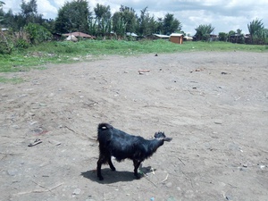 cache/d6/b9/d6b928ee9429001db923224da33768a2.jpg